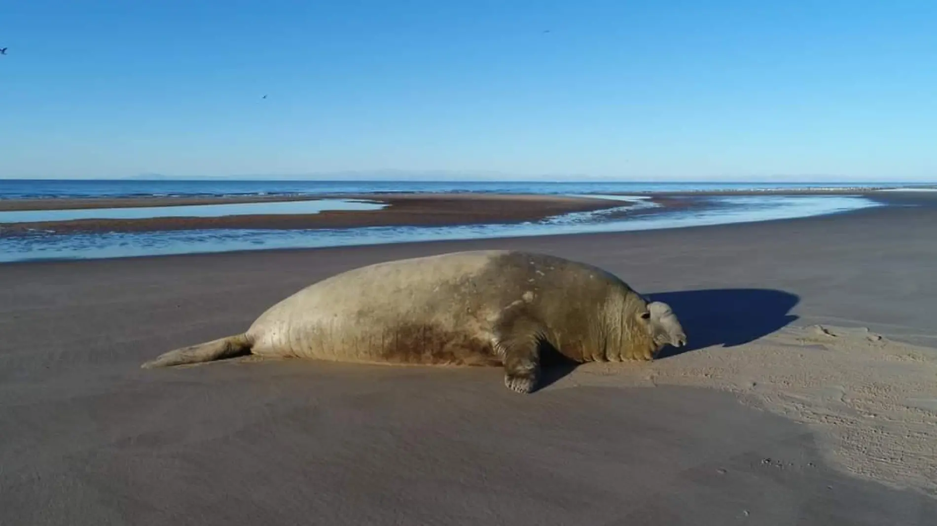 elefante marino en el golfo de santa clara sonora